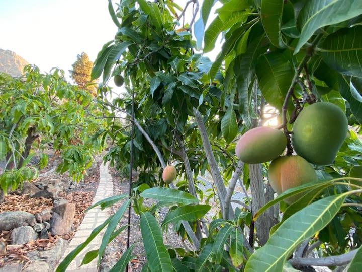 شقة Casa Colonia Mogán المظهر الخارجي الصورة
